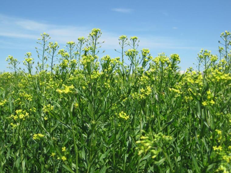 Field of camelina