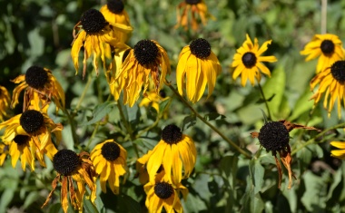 Bioökonomie in Europa: ein welkendes Pflänzchen?