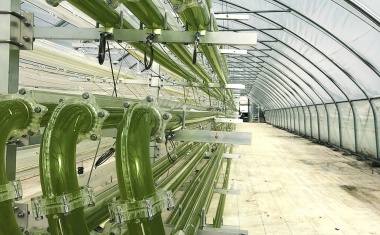 Mikroalgen als Problemlöser