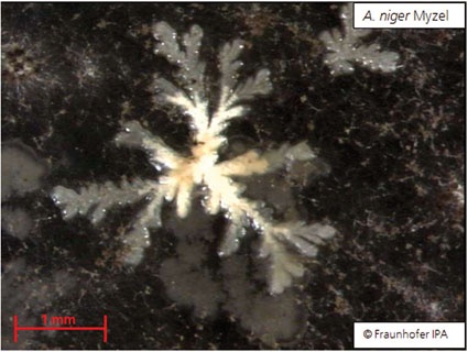 Abb. 2: Binokularbild einer Aspergillus niger-Kolonie nach Sporeninkubation...