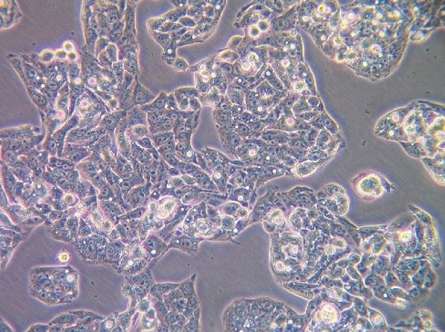 Abb. 2: 6-Well-Platten, in denen die Zellen kultiviert werden.