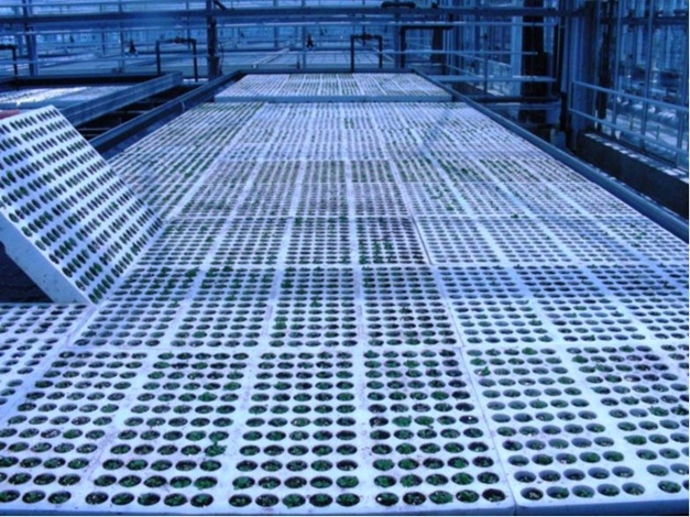 Boehringer: Jungpflanzenanzucht von Digitalis lanata im Gewächshaus