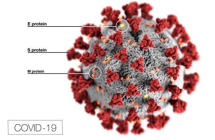 3D-Grafik des SARS-CoV-2-Virions. © CDC Center for Disease Control