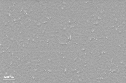 Scanning Electron Microscopy image of a clear coating’s surface where 0.5%...