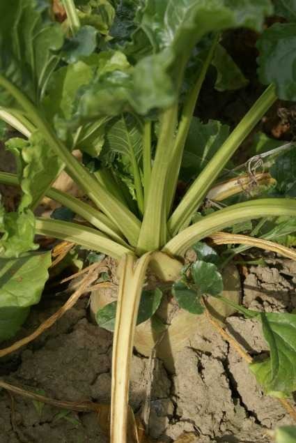 The development of economically competitive solutions for biorefineries...