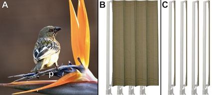 Fig. 1: (a) Strelitzia reginae, (p) perch, (b, c) façade shading system...