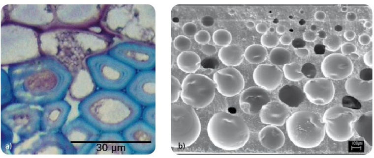Fig. 2: (a) Aristolochia macrophylla: a fissure in the sclerenchyma ring is...