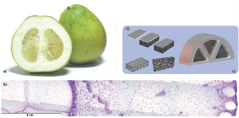 Fig. 4: (a) Citrus maxima, (b) Cellular network of the peel, (c) Hierarchically...