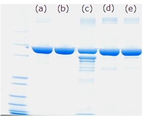 Fig. 1: Comparative gel electrophoresis data. (a) Novozymes Recombumin (b)...