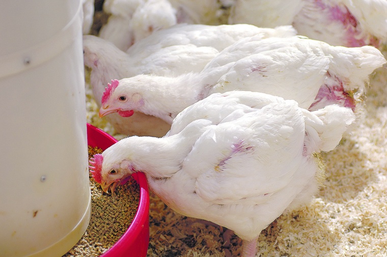 In Krisenzeiten steigt der Konsum an Hühnerfleisch weltweit an. Evonik...