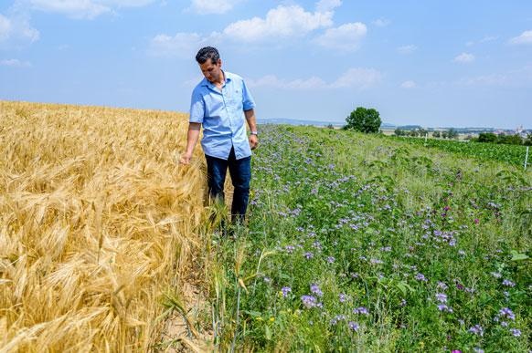 Blühstreifen wie auf dieser „Bayer Forward Farm“ bieten Lebensraum für...