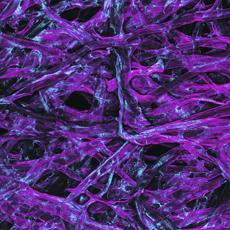 Mit CeraSleeve beschichtete Papierfasern unter dem Fluoreszenzmikroskop. ©...