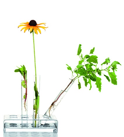 Biomass as a resource for chemicals and plastics is on the rise. Drivers may...