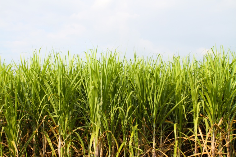 (c) TongChuwit/Shutterstock