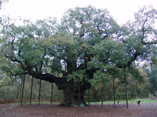 Photo of Robin Hoods Major Oak Tree just outside of Nottingham, England. Photo...