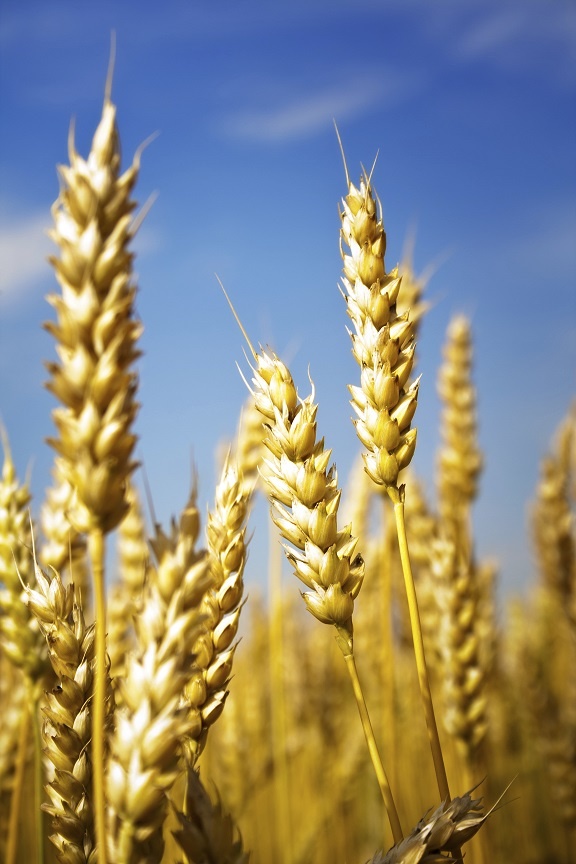 (c) Alexander Chernyakov