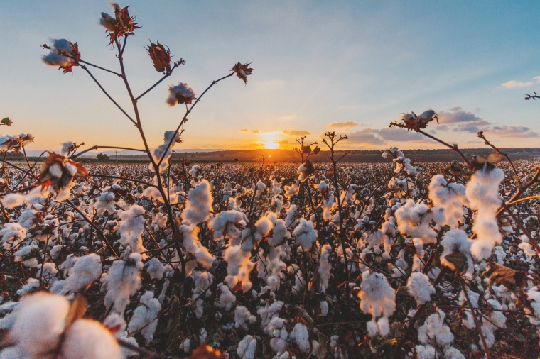 Bayer Wins a Monsanto Royalty Dispute (Photo by Dima Visozki from...