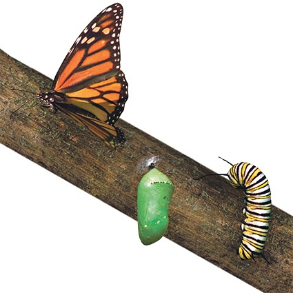 This evolution in the science around phthalates and their legal classification...