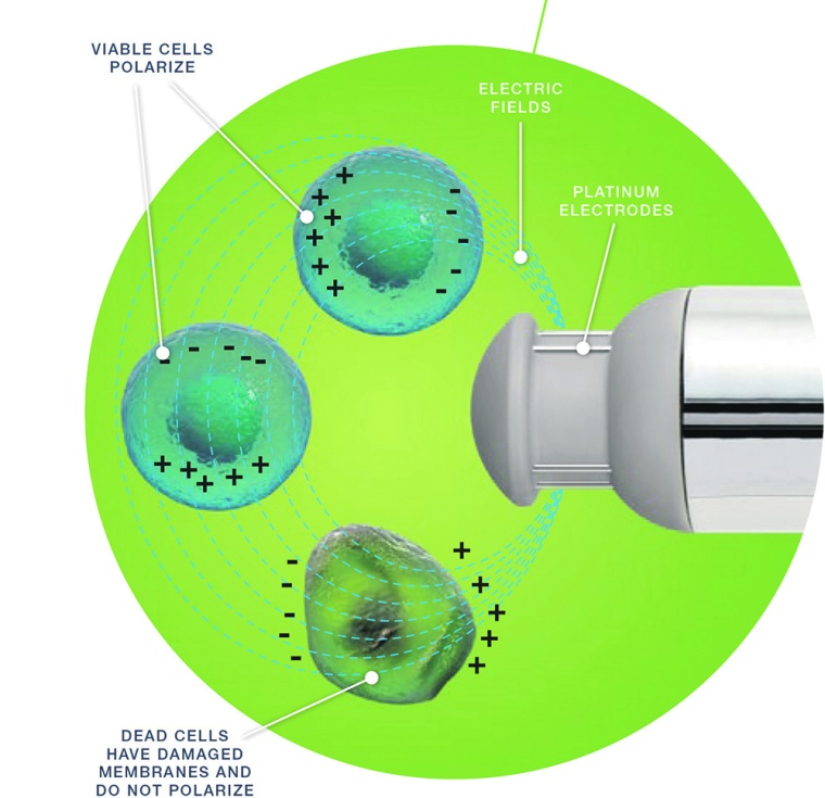 The principle of permittivity measurement to monitor the viable cell density....