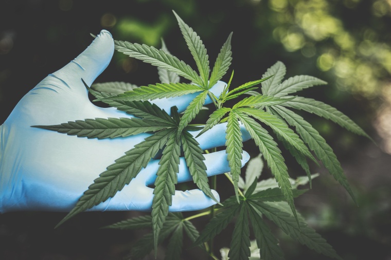 Amyris has scaled up commercial production of cannabigerol (CBG) by leveraging...
