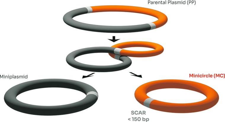 Parental plasmid transformed into minicircles and miniplasmids. | ©...